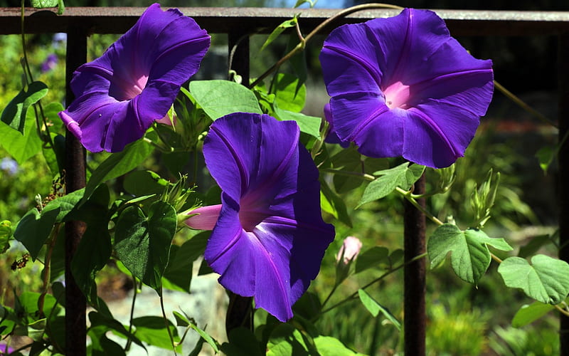 Morning Glory, flowers, nature, purple, HD wallpaper