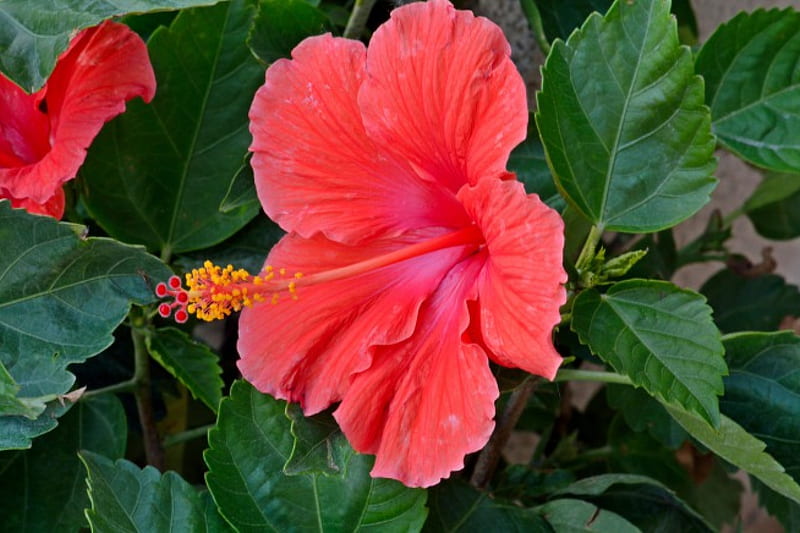 Flor roja de primavera, rojo, flores de primavera, flor roja, flor bonita,  Fondo de pantalla HD | Peakpx