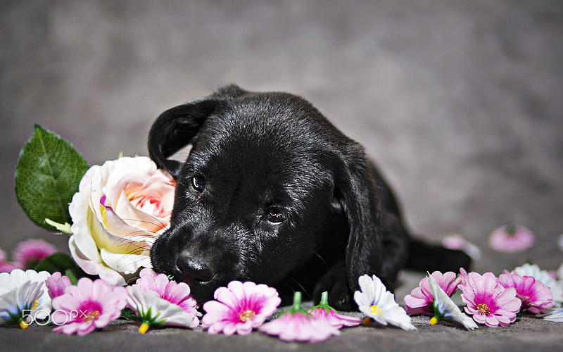 black labrador, puppy with flowers, close-up, retriever, pets, black dog, cute animals, black retriever, labradors, puppy, HD wallpaper