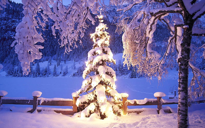 Christmas lights, forest, christmas, december, lights, winter, cold, garden, season, night, HD wallpaper