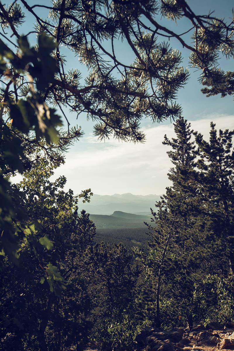 mountains, trees, forest, coniferous, landscape, HD phone wallpaper