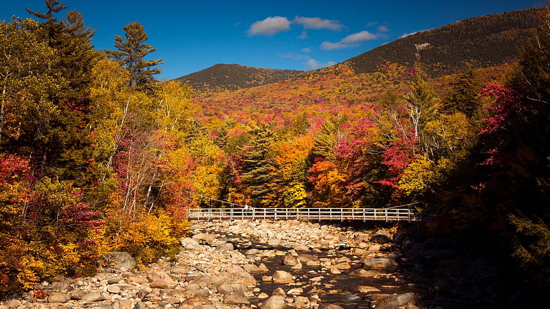 Bridge Over Forest River In Autumn, Fall Season, Trees, Forests 