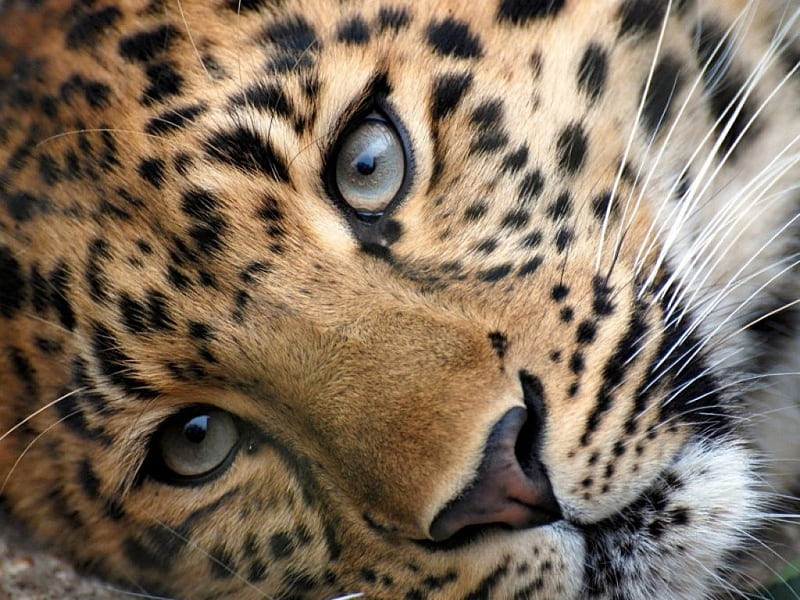 LEOPARD IN CLOSE UP, leopard, whiskers, big five, wildlife, eyes, cats, africa, HD wallpaper