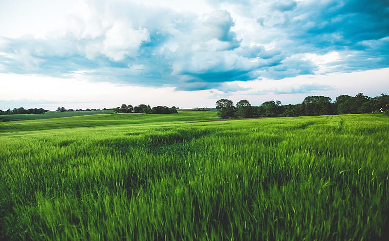 Green Wheat Field, Rain Clouds, Sky Ultra, Nature, Landscape, Green, Field,  background, HD wallpaper | Peakpx