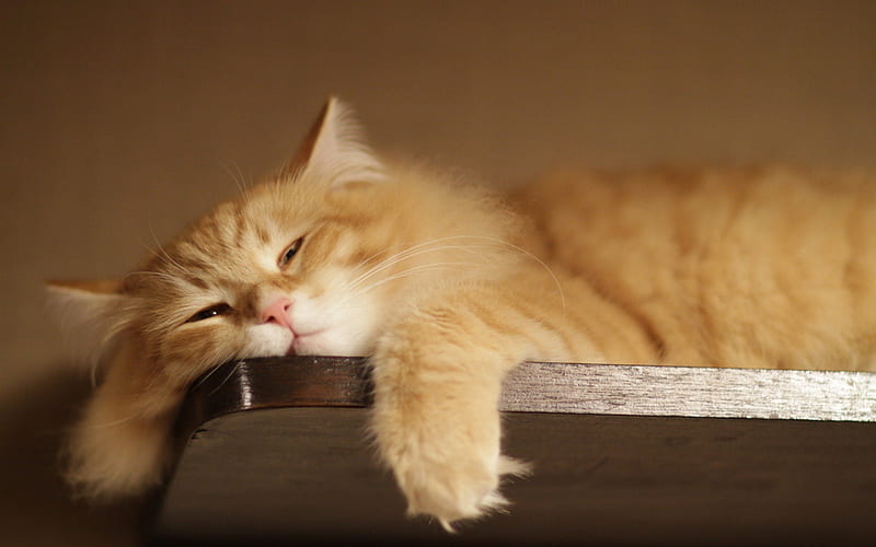 Lazy day :), cute, cat, sleeping, animals, HD wallpaper