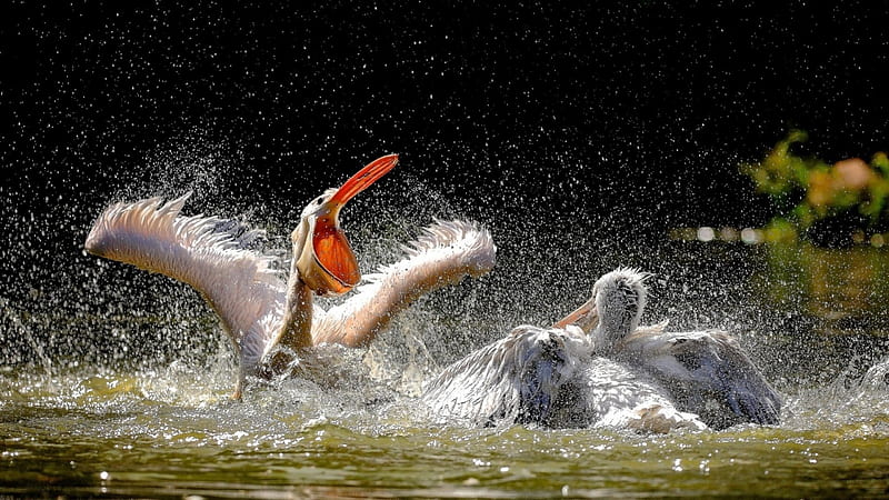 pelicans having a difference of opinion, birds, water, splashing, spraqy, HD wallpaper
