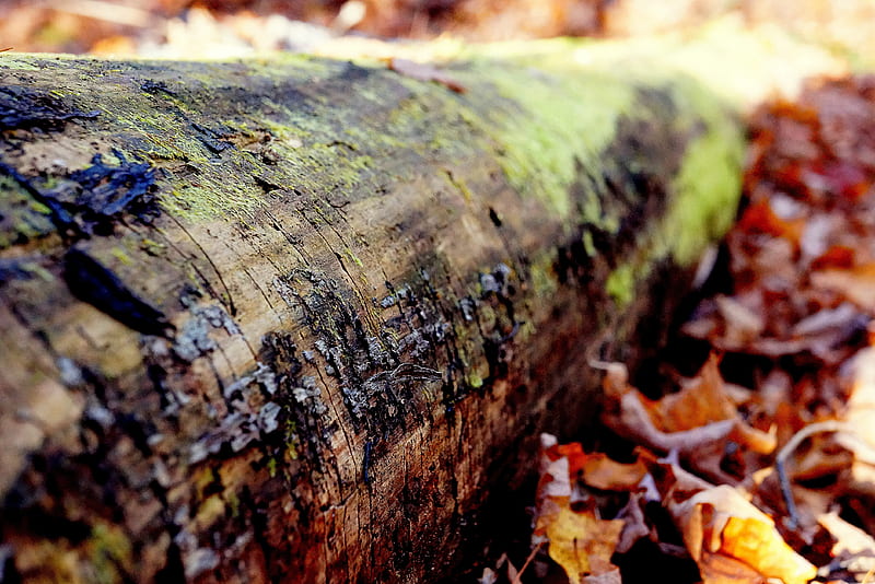 brown tree log surrounded by brown leaves, HD wallpaper