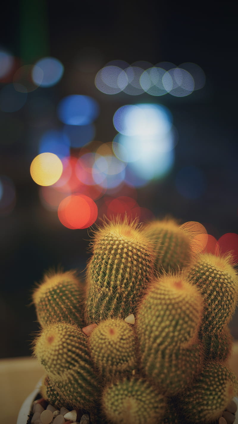 cacti, succulents, prickly, indoor plant, glare, bokeh, HD phone wallpaper