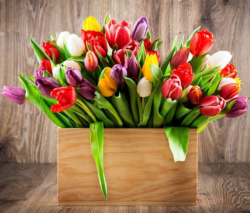 For you, box, flowers, tulips, many tulips, HD wallpaper