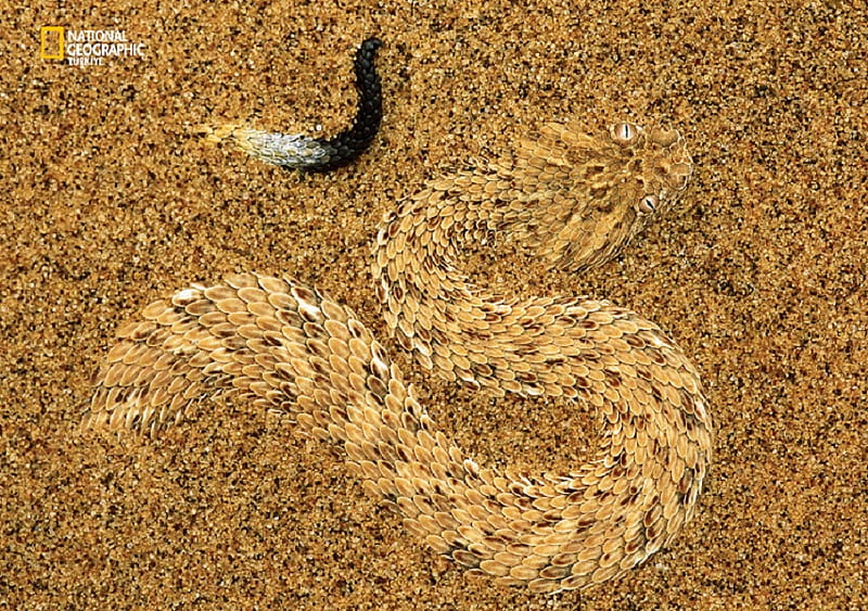 Sand Serpent, camouflage, sand, serpent, snake, HD wallpaper