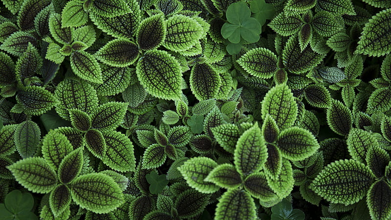 close up of green leafed plant, HD wallpaper