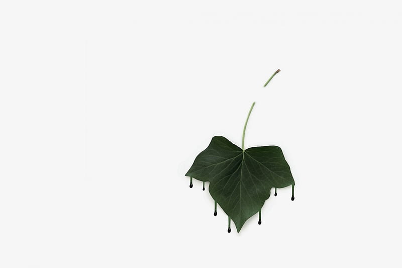 Ivy leaf, green, texture, drops, white, ivy, minimalism, leaf, HD wallpaper