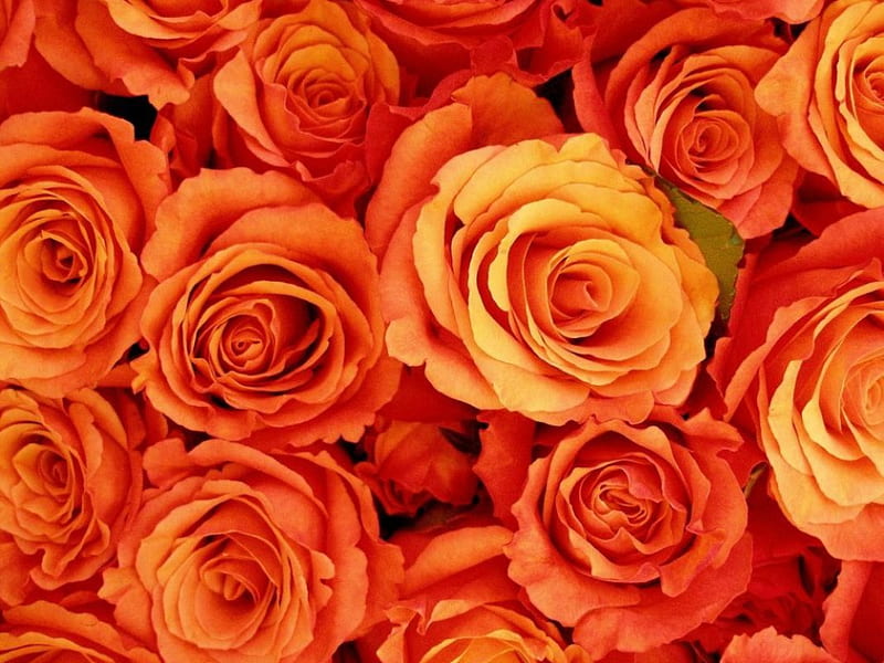 Beautiful Orange Rose Photos 07646 - Baltana