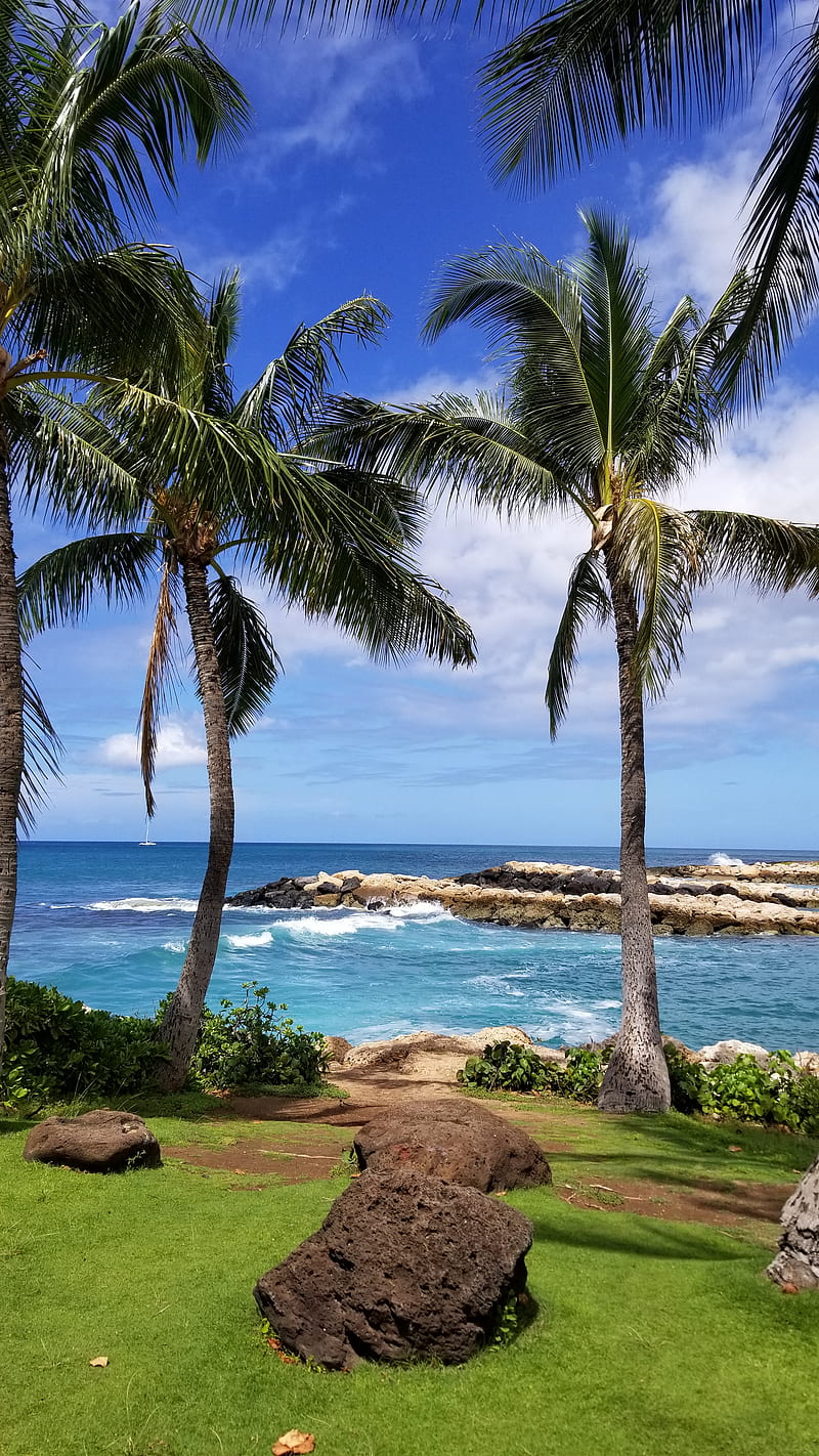Vegetación vendedor Salida hacia Playa de hawaii, playa, hawai, Fondo de pantalla de teléfono HD | Peakpx