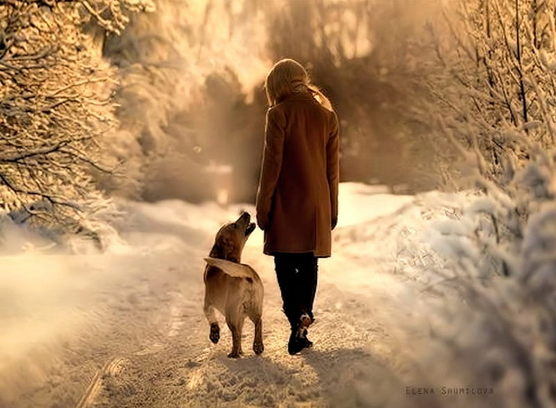Winter Walk with Dog, Woman, Snow, Dog, Winter, HD wallpaper