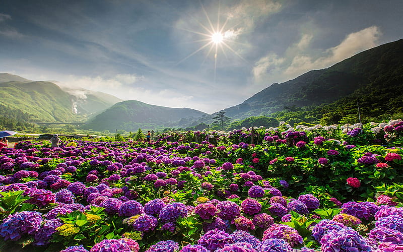 hydrangea, lilac mountain flowers, mountain landscape, evening, sunset, Asia, HD wallpaper