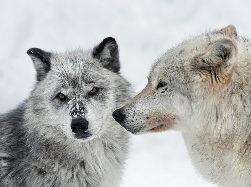 Snow on their face, predator, arctic, wolves, winter, HD wallpaper | Peakpx