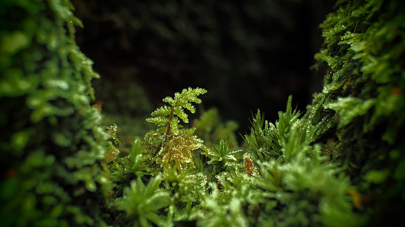 Closeup View Of Plants In Forest Forest, HD wallpaper