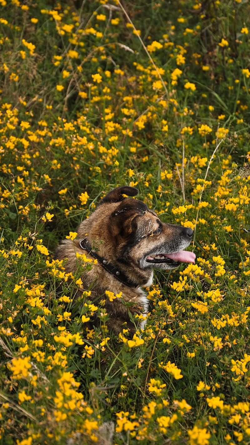 Dog in the Field , flowers, pet, protruding tongue, animal, HD phone wallpaper