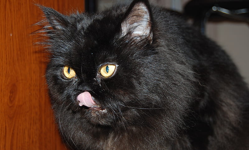 Cat, black, persian, HD wallpaper