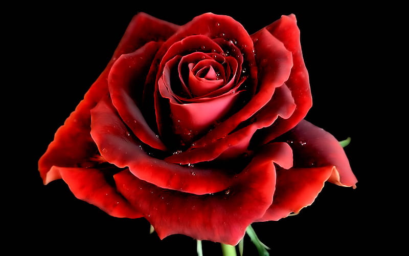 Rosa roja, rosa, amor, flor, negro, rosas, Fondo de pantalla HD | Peakpx