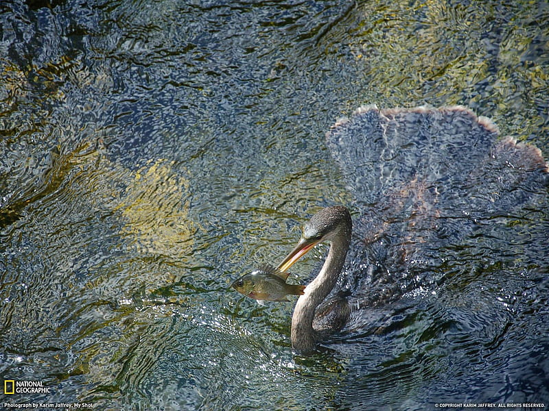 Anhinga Everglades National Park-National Geographic, HD wallpaper