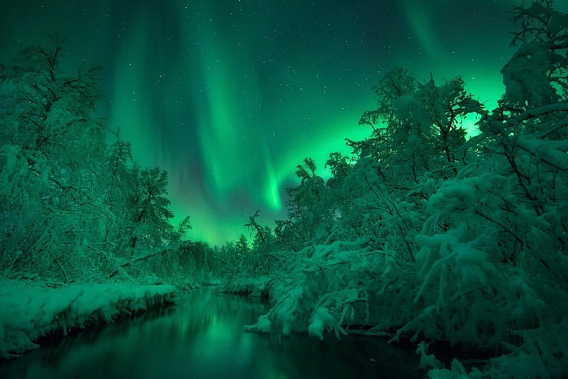 Northern Lights over the Forest, forest, river, night, winter, HD wallpaper