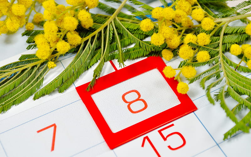 March 8, mimosa, calendar, International Womens Day, spring flowers, March 8 greeting card, HD wallpaper