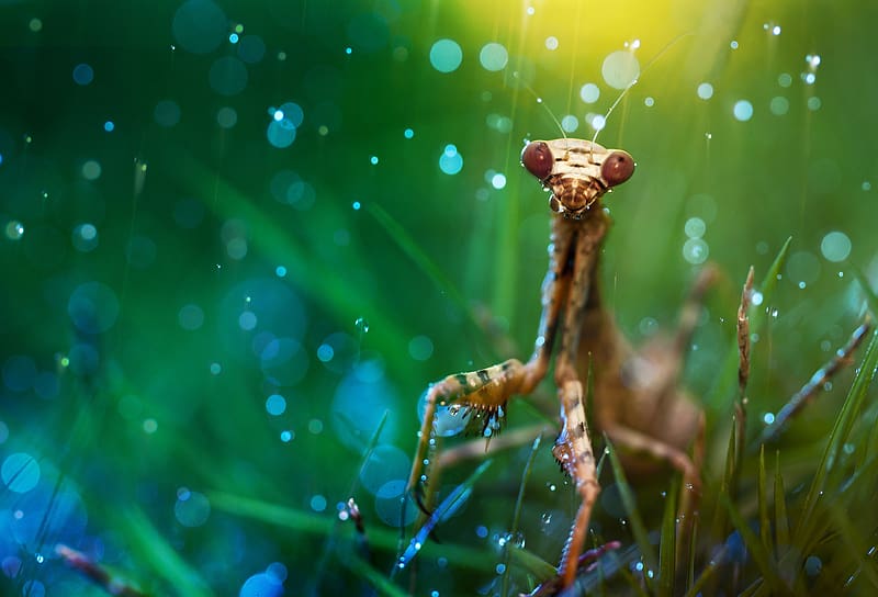 Grass, Insects, Macro, Animal, Water Drop, Praying Mantis, HD wallpaper