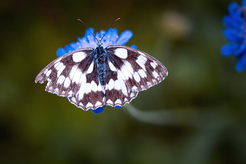 Magpie Moth Perched on Blue Flower in Tilt Shift Lens, HD wallpaper