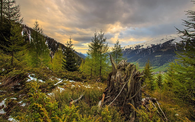 mountains, evening, stump, forest, sunset, broken tree, HD wallpaper
