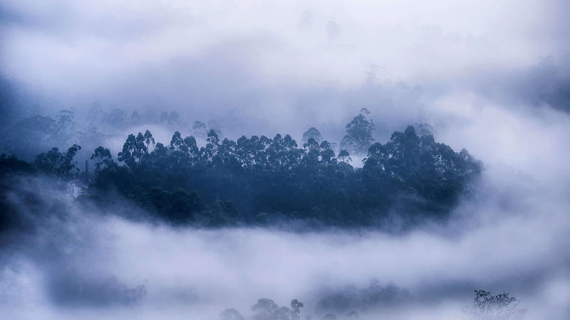 forest, mist, Munnar, Kerala, Bing, Microsoft, HD wallpaper