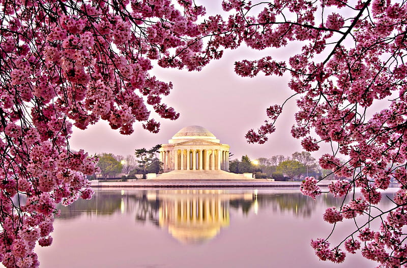 Cherry Blossoms and Jefferson Memorial, dawn, Tidal Basin, Jefferson Memorial, trees, cherry blossoms, water, blossoms, flowers, Spring, Washington D C, National Mall, HD wallpaper