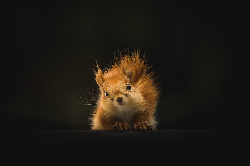 Cute Squirrel , squirreles, animals, HD wallpaper
