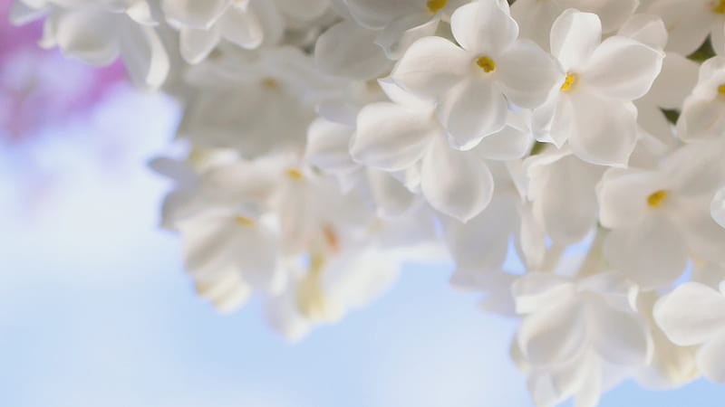 Flawlessness..., lovely, pure, blossoms, white, delicate, HD wallpaper