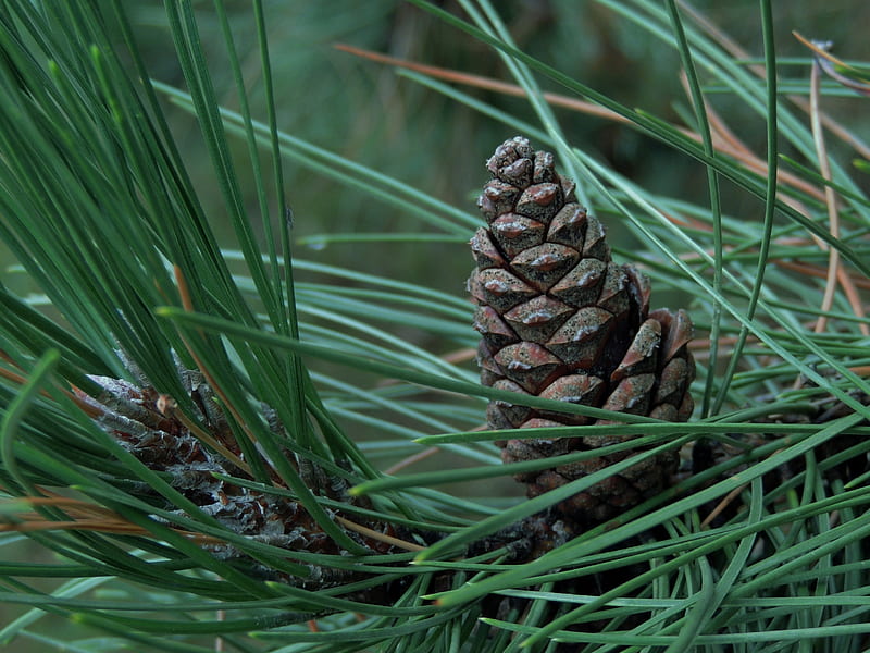 pine cone forest kitchen interior design