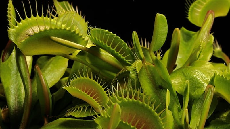 Carnivorous Plant Sale + Book Signing by Tampa author, Kenny Coogan. Tombolo Books. Literary, Learn, Visual Art. Creative Loafing Tampa Bay, HD wallpaper