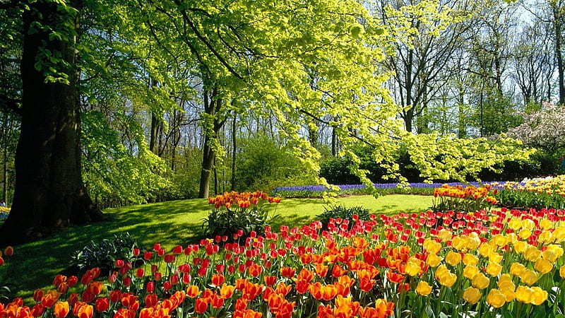 Spring Garden, green, flowers, garden, nature, spring, park, tulips, trees, HD wallpaper