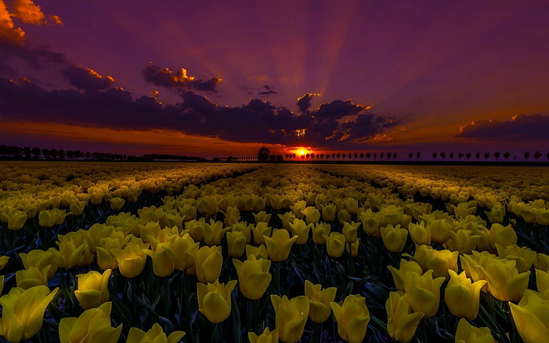 Tuliips Field at Night, flowers, yellow, nature, tulips, night, HD