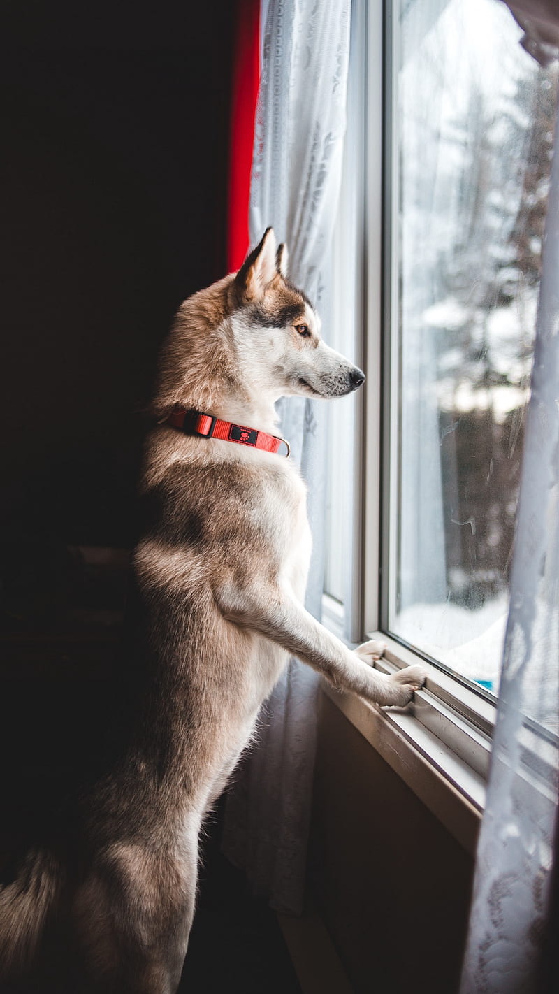 Dog Waiting at the Window , funny, pet, cute, animal, wait, HD phone wallpaper