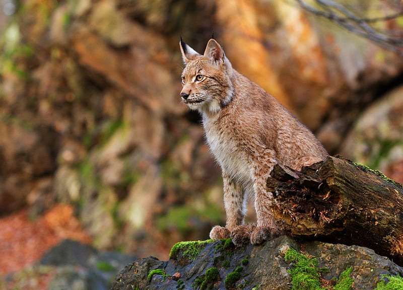 Cats, Lynx, Big Cat, Wildlife, predator (Animal), HD wallpaper