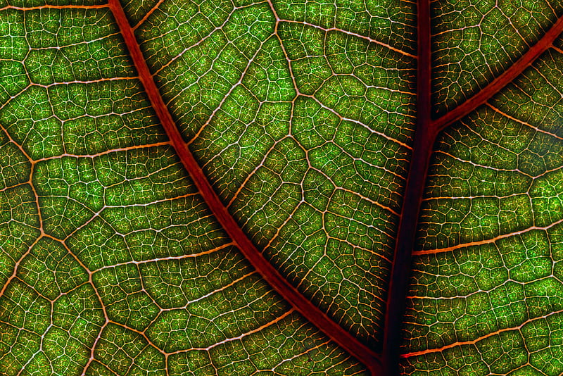 leaf, macro, cranny, HD wallpaper