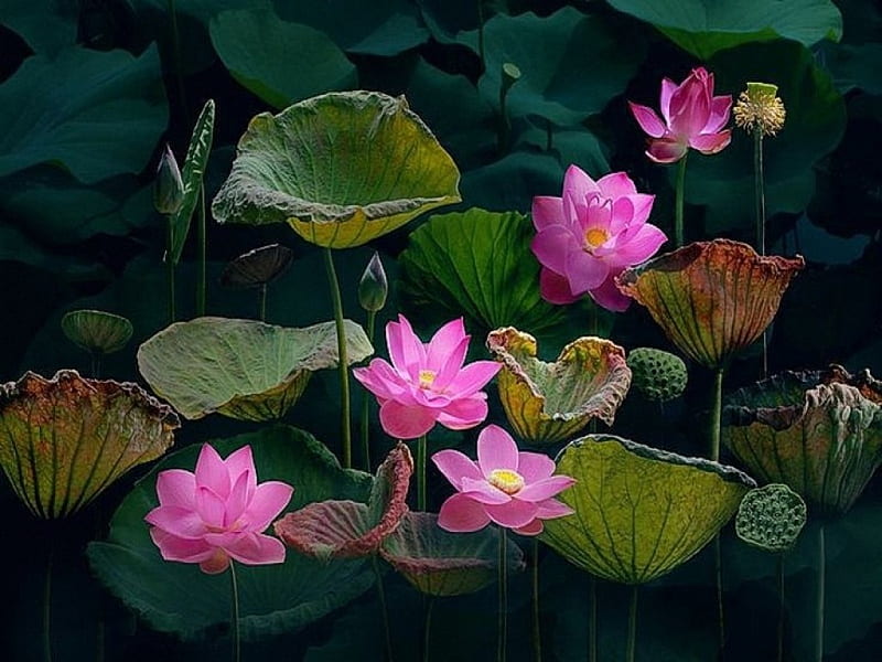 Free Download Pink Lotus Flowers Leaves Lotus Lake Hd Wallpaper Peakpx 6522