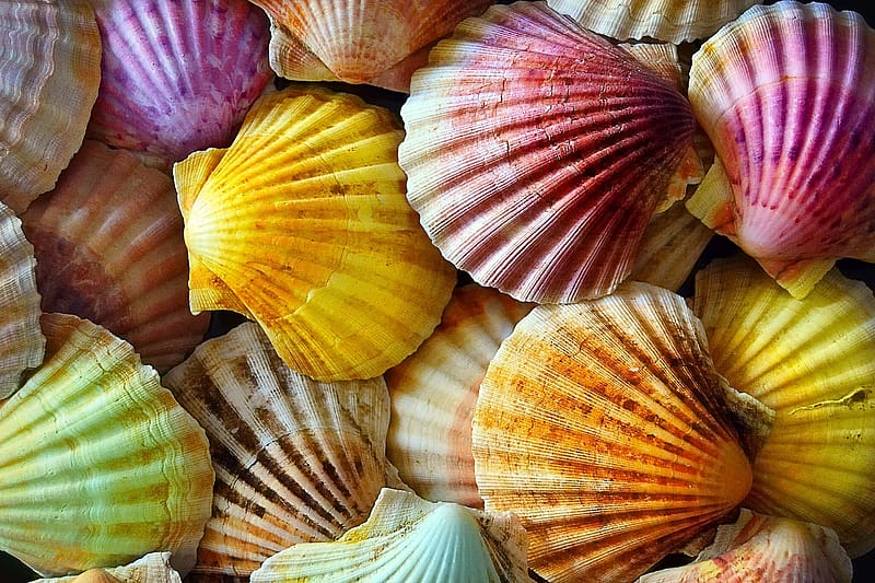 Shells, colorful, shell, summer, pink, skin, yellow, texture, vara, green, HD wallpaper