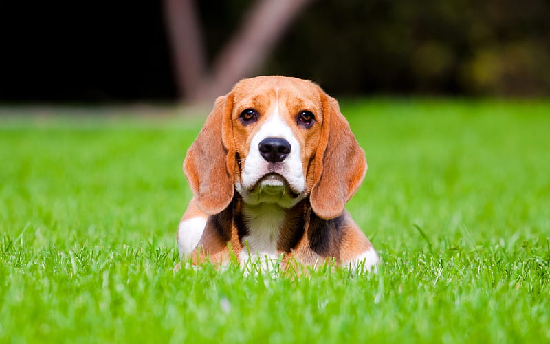 Beagle, green grass, lawn, pets, dogs, cute animals, Beagle Dog, HD wallpaper
