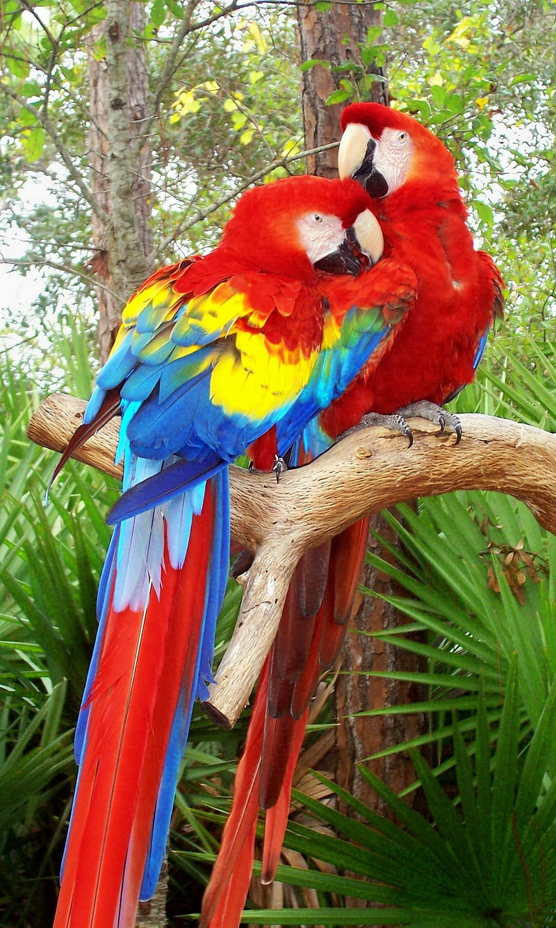 Parrots, animals, birds tropical, HD phone wallpaper