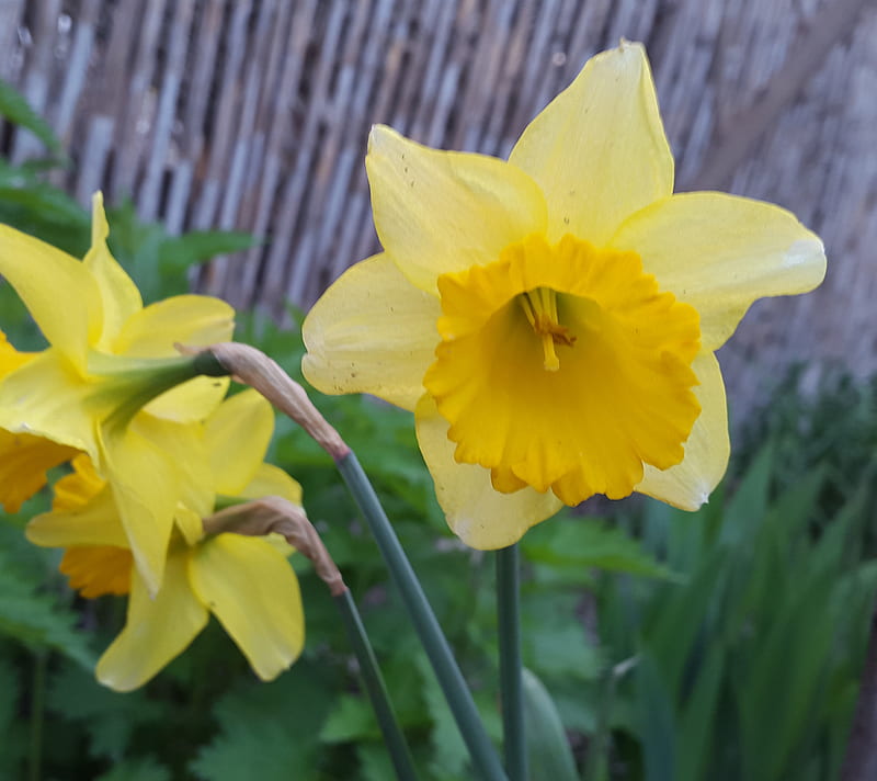 Yellow Narciss, flower, yellownarciss, HD wallpaper | Peakpx