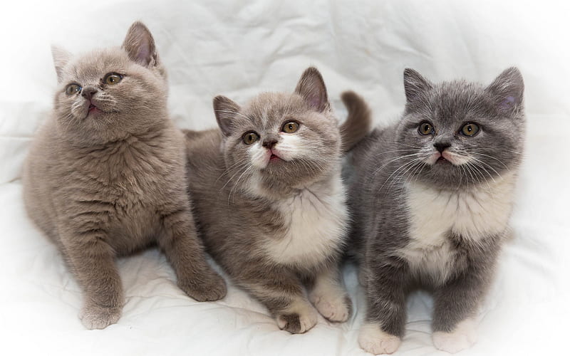 British short-haired kittens, cute little kittens, gray kittens, pets, cats, cute animals, HD wallpaper
