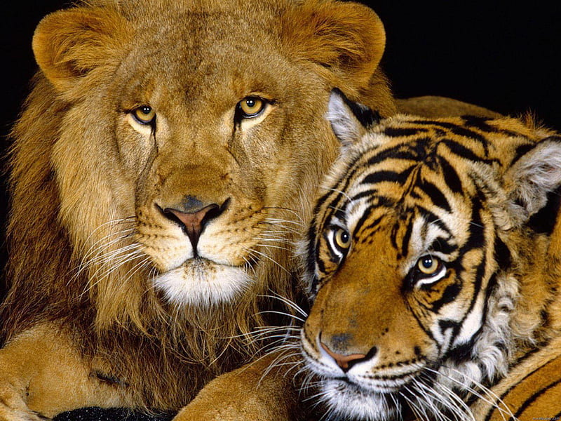 2 Friends, colt, leon, tiger, fierce, friends, HD wallpaper