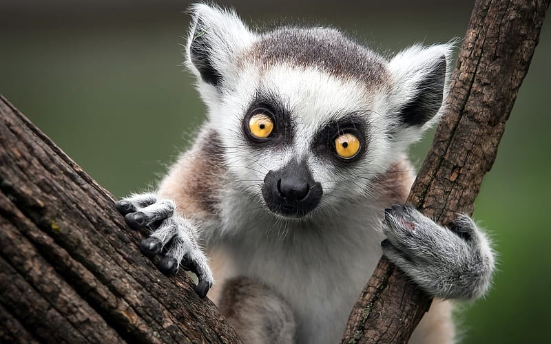 lemur eyes-Animal, HD wallpaper
